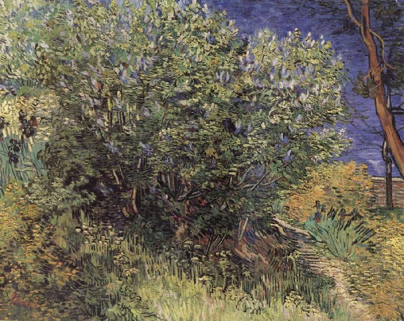 Vincent Van Gogh The Bush Spain oil painting art